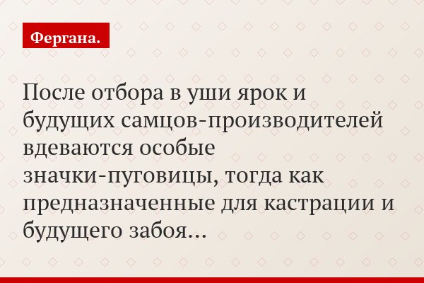 После отбора в уши ярок и будущих самцов-производителей вдеваются особые значки-пуговицы, тогда как предназначенные для кастрации и будущего забоя…