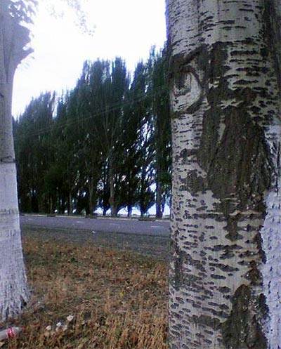 Полупокрашенные деревья